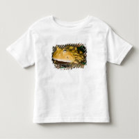 Crapaud cornu brésilien, Ceratophrys cornuta, 3