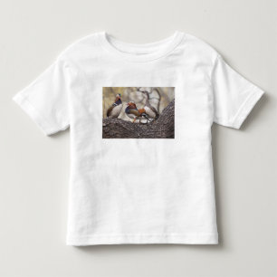 T-shirt Pour Les Tous Petits Deux mâles se disputant une femelle canard mandari