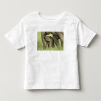 Éléphant indien / asiatique et jeune, Corbett 2