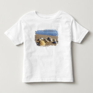 T-shirt Pour Les Tous Petits États-Unis, Floride, coquillages côtiers