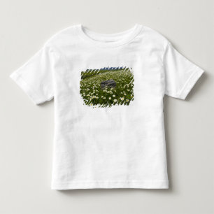 T-shirt Pour Les Tous Petits États-Unis, Montana, Marguerite sauvage en fleurs