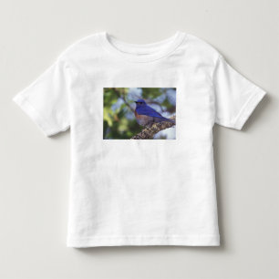 T-shirt Pour Les Tous Petits États-Unis, Oregon. Merlebleu de l'Ouest mâle