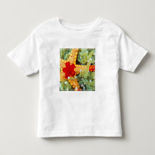 T-shirt Pour Les Tous Petits Étoile de mer rouge et jaune