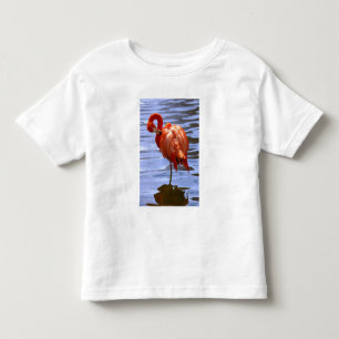T-shirt Pour Les Tous Petits Flamant sur une jambe dans l'eau