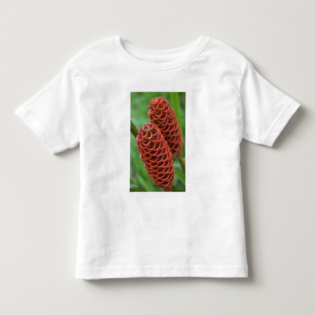 T-shirt Pour Les Tous Petits Gingembre rucher, Zingiber spectabile), (Devant)