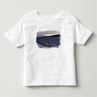 Gisement de lavande au coucher du soleil