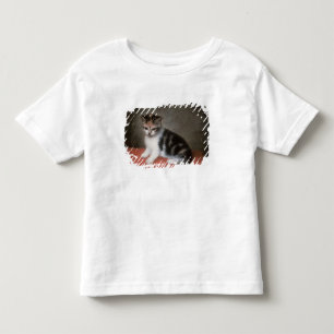 T-shirt Pour Les Tous Petits Kitten de Mlle Ann White's, 1790 de George Stubbs
