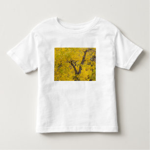 T-shirt Pour Les Tous Petits Le cottonwood aux couleurs de l'automne au sommet