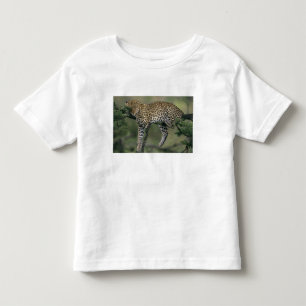 T-shirt Pour Les Tous Petits Léopard, (Panthera pardus), Kenya, Masai Mara