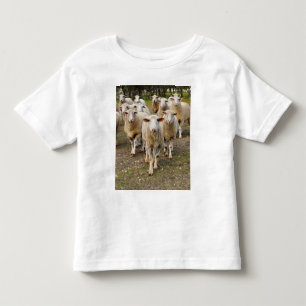 T-shirt Pour Les Tous Petits Les Moutons Viennent Marcher À Hurrah,