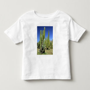 T-shirt Pour Les Tous Petits Mexique, Sonora, San Carlos. Saguaro & Organ Pipe