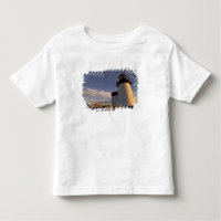 NE, États-Unis, Massachusetts, île de Nantucket, 3