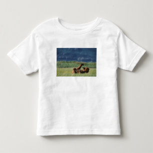 T-shirt Pour Les Tous Petits Ours bruns en train de jouer, Ursus arctos, Alaska