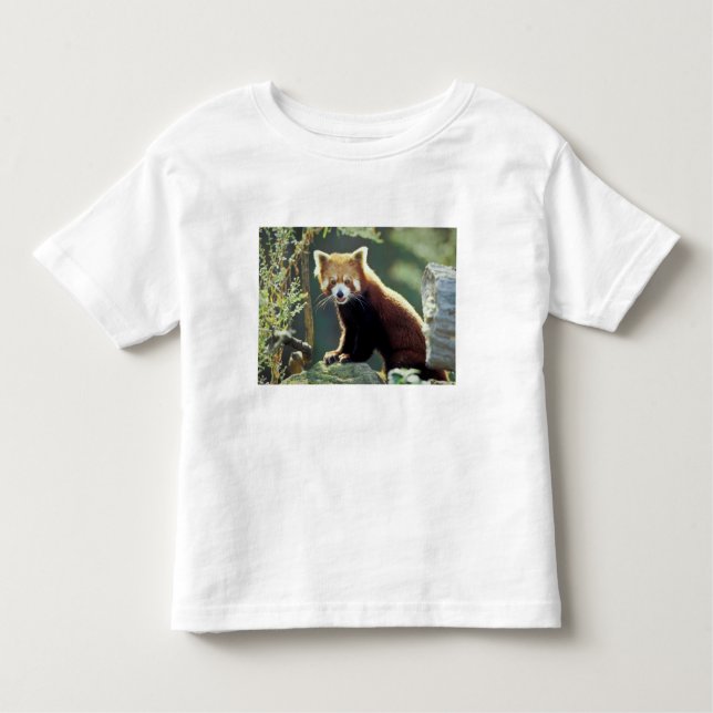 T-shirt Pour Les Tous Petits Panda rouge Ailurus fulgens) (Devant)