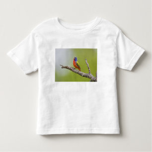 T-shirt Pour Les Tous Petits Peint Bunting Passerina ciris) chant masculin