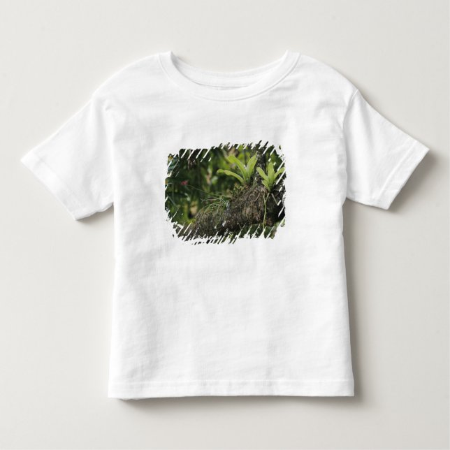 T-shirt Pour Les Tous Petits Pine Pink, Bletia purpurea, floraison sur Mango (Devant)
