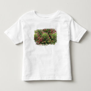 T-shirt Pour Les Tous Petits plante Sedum, Musée du désert d'Arizona-Sonora,