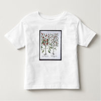 Plantes de poivre de piments, du 'Hortus