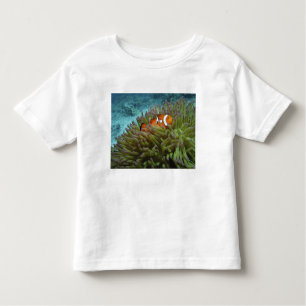 T-shirt Pour Les Tous Petits Poisson clown ( Amphiprion ocellaris )