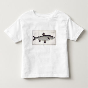 T-shirt Pour Les Tous Petits (Salmo Maraena) plat saumoné XXVII de 'Ichthyolo