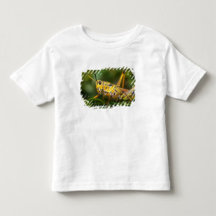 T-shirt Pour Les Tous Petits Sauterelle, Parc national des Everglades, Floride,