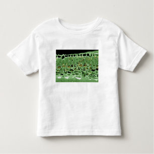 T-shirt Pour Les Tous Petits Section transversale de feuille