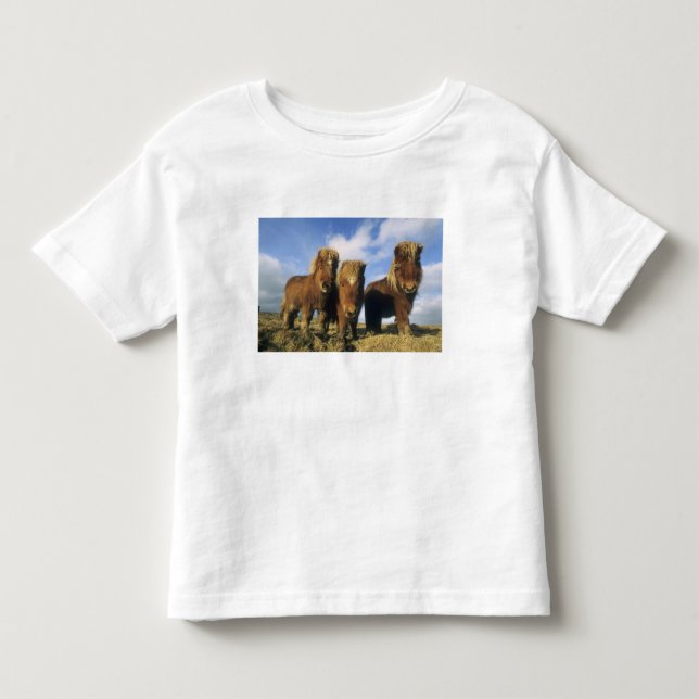 T-shirt Pour Les Tous Petits Shetland Pony, îles Shetland continentales (Devant)