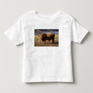 T-shirt Pour Les Tous Petits Taureau Highland Cattle, Écosse