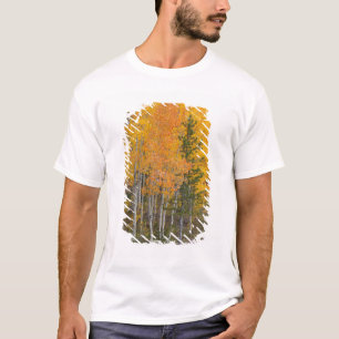 T-shirt Provo River et peupliers faux-trembles