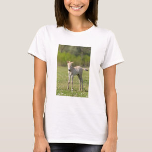 T-shirt Przewalski's Horse foal, Hungary