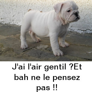 Avoir Images Cadeaux Bulldog Anglais Zazzle Fr le plus cool par