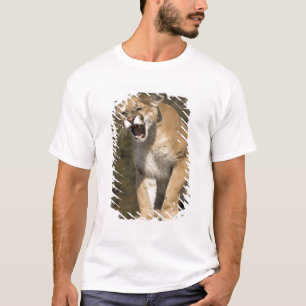 T-shirt Puma ou lion de montagne, puma concolor, En captiv