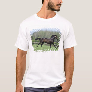 T-shirt Pur sangs de cheval, Wassl 1988,