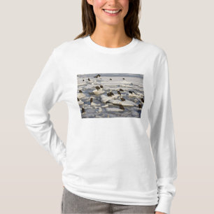T-shirt Pygargue à tête blanche, Haliaeetus leucocephalus,