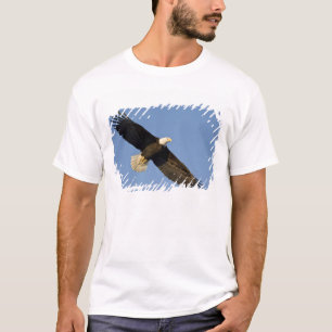 T-shirt Pygargue à tête blanche, Haliaeetus leucocephalus,
