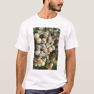 T-shirt Raisins de Sémillon avec pourriture noble. au mome