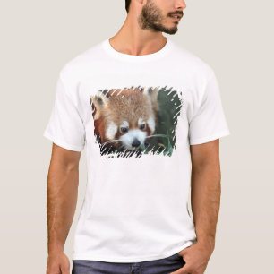 T-shirt Red Panda, Zoo de Taronga, Sydney, Australie