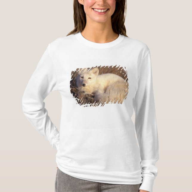 T-shirt renard arctique, Alopex lagopus (Devant)