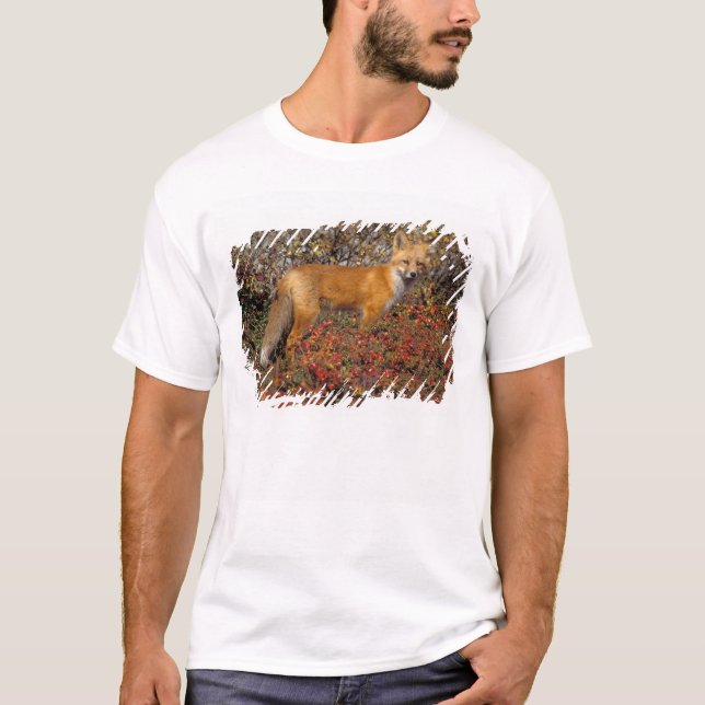 T-shirt renard rouge, vulpes de Vulpes, dans des couleurs (Devant)
