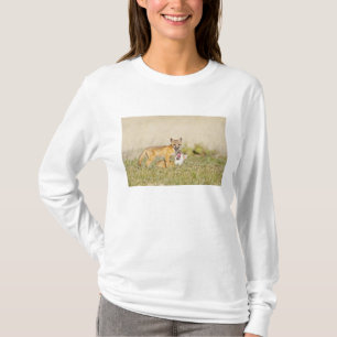 T-shirt Renard roux (Vulpes macrotis) jeune au terrier, 4