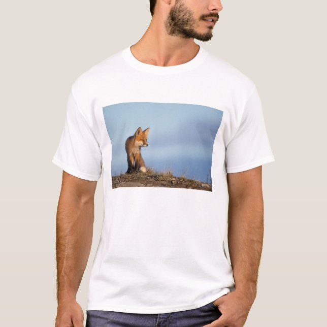 T-shirt renard roux, Vulpes vulpes (Devant)