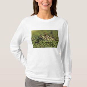 T-shirt Rio Grande Leopard Frog, Rana berlandieri,