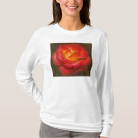 Rose à flamme sur parchemin