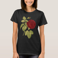 Rose rouge antique