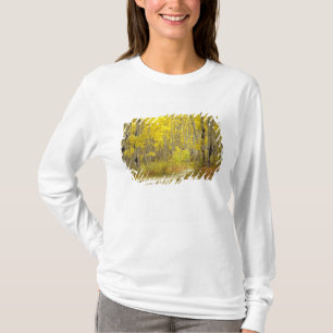 T-shirt Route avec couleurs d'automne et trembles à Kebler