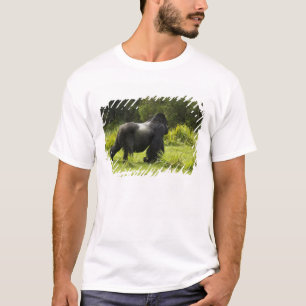 T-shirt Rwanda, Parc national des volcans