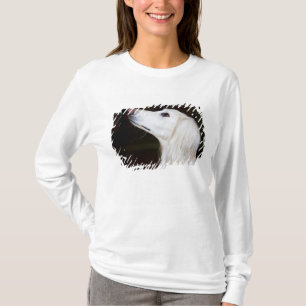 T-shirt Saluki recherchant