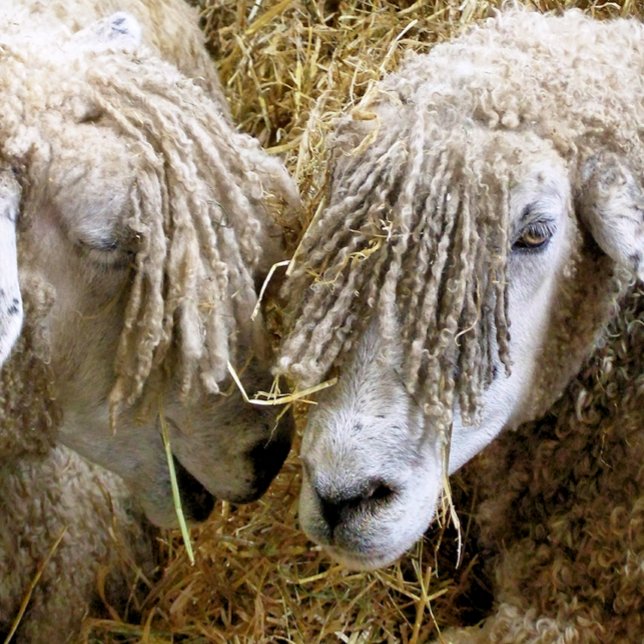 T-SHIRT SHEEP (Créateur téléchargé)