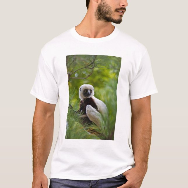 T-shirt Sifaka de Coquerel dans la forêt 2 (Devant)