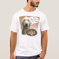 Spinone Italiano Turquie